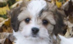 Meet  "Ziggy"
Cavachon Male
Now 9 weeks of Age
First Shots and De-wormed
Vet Health Certified
Written Health Guarantee
Microchipped
Ready for his new home, our little Cavachon male will be a wonderful family friendly low to no shedding family companion.