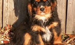 We have two Black and Tan Cavaliers ready to go to loving family homes.  The first one is a gentle soft natured handsome boy and the one in the next three pictures is a spunky, tiny girl with lots of character. For more info call my cell 778-866-5197 or