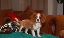 Homeraised cavalier king charles spaniel puppies, 1 blenheim male and 2 females, available to loving homes. They have a well-balanced body structure, and excellent temperament. Each puppy comes with 2 sets of vaccination, dewormed, vet-checked,