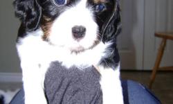Cavalier puppy- *SOLD*
 
* We are planning a Spring and Fall breeding in 2012, please contact me if you wish to be placed on our waiting list- Thank-you *
 
We have 1 tri-color female Cavalier available to a loving PET home.
 
Cavaliers make excellent