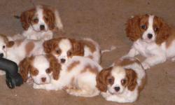 Cavaliers the sweetest little dogs I have ever met. 1 great active boy from a litter of 3 boys and 2 girls. He goes back to AKC and CKC parents. 2 year genetic guarentee. Vac 3X and dewormed often. Raised in our home underfoot and loved! Come with health