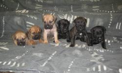 I have 14 beautiful CC mastiff puppies. There are 8 females and 6 males. The puppies are fawn and brindle. Have Mom and Dad on site. They come with their first shots, dewormed, tails docked and their dewclaws removed. They also come with a one year helth