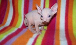 One Female (white, may get some cream on her) and three white male sphynx kittens available(looks like one is an odd eyed), will be ready to go first of January. All kittens are spayed or neutered, vet checked with a health certificate, 2 sets of vaccines
