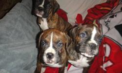 Triple T Boxers has2 beautiful flashy brindle females available and one pending.  They were born December 2nd 2011, and are ready to go to their forever homes.  Sire is Porter's Tucker (imported from Kansas) and the Mother is Triple T's Tika.
Puppies are