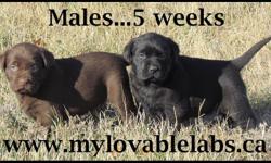 LOVABLE LABS HAS BEAUTIFUL ENGLISH STYLE CKC REG LAB PUPPIES FOR SALE....CHOCOLATE & BLACKS.... $750...MATURE TO 70-85LBS
READY TO GO NOVEMBER 11TH WEEKEND
SHIPPING AVAILABLE ACROSS CANADA.
ALL PUPPIES COME WITH:  CKC REGISTRATION (NON-BREEDING),