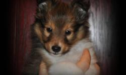 Three quality Sheltie Pups available to approved homes. One sable male and two tricolor females. They are CKC Registered, champion sired pups who have been well socialized and raised in our kitchen. Please visit our website for more individual information