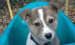 "CHARLES" male Husky x pup, approx. 10 wks old. Flew in from northern community. Found as a stray.
Adoption fee includes neuter, 3 sets of distemper/parvo vaccination, rabies vaccine, deworming, tattoo, and microchip.
Please visit us on PETFINDER or