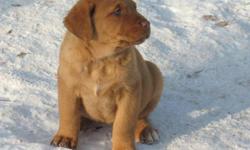 Chesapeake Bay Retriever Pups
-3 females left to go to good homes
-1 sage colored pup and 2 chocolate
-Family friendly, good temperaments, great hunting companions
-3rd picture is of the father
-4th picture is of the mother
Call Randy at 306-441-7008 for