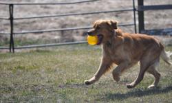 Mother Chesapeake Retriever
Father Golden Retriever
2nd litter to the same parents.
In both litters there were more black puppies than golden or brown
1 male left, and 6 females.
Very friendly outgoing family dogs, love water and room to play
Medium to