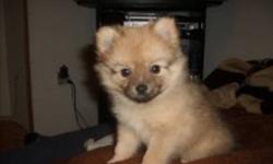 Have two female chi-pom pups ready to go now. One brownish one whitish
asking $300
No emails please
Call Jeff at 7052535027
Thanks
