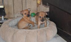 These 2 adorable female chihuahua's need Valentine Homes of their own. Ready to go February 13th with first shots and deworming. They have been loved and handled lots. Mom & Dad both live with us so they can be seen. If interested phone Wendy @