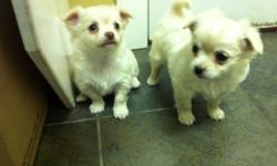 Two male white/fawn chihuahua puppies. They like a lot of attention. They were born on October 19 and will be ready for a new home on December 14. Mother is tri-color and is 6.5 pounds and father is white/fawn and is 3.5 pounds. First shots and deworming.