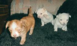Long haired Chihuahua puppies .. 2 males..1 female. Very tough & hardy little dogs. Also good watch dogs.
For more information call.