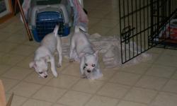 have two boys looking for there forever home