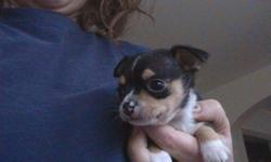 We have one male chihuahua puppy available for adoption . He is ready to go to a new home now. He is pad trained. Eating regular puppy food. Needled and Wormed on January 6th 2012 . He is available for showing .  All his sisters and brother have been