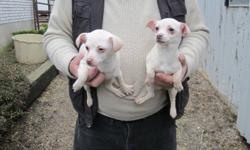 Chihuahua Pups
 Vet checked, 2 sets of shots given,
 Dewormed, treated with Revolution
 Nice pups
 2 Females