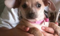 Just in time for Xmas!!!!
 
 I have 5 little chihuahua x mini-dachshund's - they are all females and they are all super cute and friendly! They are now 12 weeks old and guaranteed healthy and ready to go to their forever homes!
They come with a health