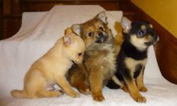 Chihuahua X Pom (((647-839-6804))) I have male and female available, they were vet checked, dewormed and got first set of shots, will mature to be 5-6lbs fully grown. Included a health guarantee and a goody bag! 
For more info: 647-839-6804.