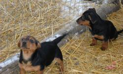 I have 1 male and 3 female chihweenies to go to good homes. The cross is 3/4 daschund and 1/4chihuahua .They are black and tan. They are up to date on shots and deworming they are health guaranteed. The mom was daschund the dad chihuahua daschund cross.