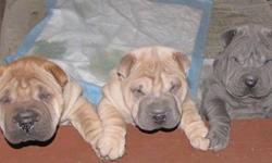 Any reasonable offers will be considered.Now 10 weeks old and need to be in their new homes. Cute ,Cuddly .Miniture Shar Pei puppies., 2 males left. Have first shots and dewormed Already house trained.. Raised in home setting with our grand children and