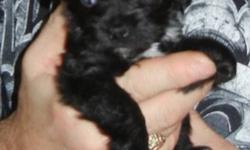 ChiPoo's ( Chihuahua/Miniture Poodle) for Sale 1 Male and 2 female for sale. Mom is 9 lbs black Miniture poodle and dad is 5 lbs Chihuahua. One Male and One female will be 7 - 9 lbs and the tiny female(sold) will be no more than 5 lbs as she is super