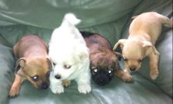 These puppies are Chiuaua/Pomeranian mix. Ready for new homes. They are 8 weeks old.
$250 a puppy for more information or questions contact Conrad 204-298-0951 after 5pm 231-3830
No emails call please
This ad was posted with the Kijiji Classifieds app.