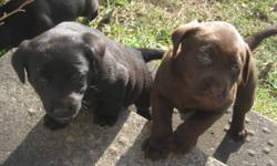 Purebred Labrador Retrievers, 2 chocolate females, one black female left. $300, includes 1st shots, vet check, and deworming. Home raised, excellent with children. Both parents C.K.C and onsite. Ready for there new homes now. Call 226-927-7795 for a