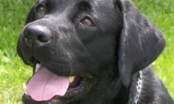 BlackOak Labradors has 2 beautiful CKC reg'd older dogs for sale.  
 
Black 4 yr old female ready for her forever home as she has retired from Motherhood.   She is house broken, loves children and other pets big or small ~ Asking $400.00
 
Chocolate 2 yrs