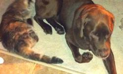 Much loved pets but due to personal reasons we cannot keep them. Purebred Male Chocolate Lab age 7 and Female Calico Cat age 3 looking to go together to a loving home. Great family dog - great with kids! Cat and dog are buddies and cannot be separated.