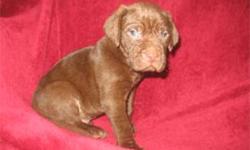 Very nice English Chocolate Lab Puppies, with 1/4 Weinheimer, come with first shots, dewormed, email  for pics of mom and dad, or more info