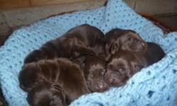 We have three chocolate puppies available to go to new homes after December 6th.  They were born on October 11, 2011.  We have one girl and two boys available.  ?Our puppies are CKC registered and our puppies are sold with a two year health guarantee