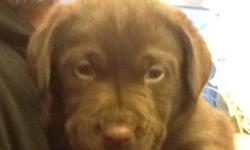 1 chocolate lab male puppy left to meet his new loving family. Both mom and dad are our pets. Puppies eating puppy food and paper training. Pups not able to go till jan 14
This ad was posted with the Kijiji Classifieds app.