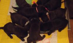 Out of a litter of 9 I have 3 males not spoke for. Puppies are all chocolate,both mother and father are chocolate labs.Puppies are not registered,but are pureblood.They will be vet checked,dewormed,have their nails done and have their first needle before
