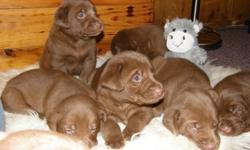 Beautiful litter of 9 chocolate lab puppies
Males and Females
Long time reliable breeder in the north of labs & Labradoodles.
Born December 27th 2011
7 beautiful puppies to choose from
Both parents are Chocolate and on site
All puppies will be fully