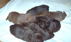 Purebred CKC registered 6 females 2 males ready to go around 8 weeks. We are 2 weeks old now. These pups will have first needles, microchip, vet check and deworming. A non breeding agreement is required.