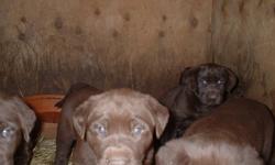 purbred labs , 3rd shots ,dewormed  3 males left  (offers) (780)963-4365 pls call , must go!!