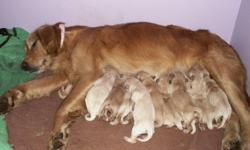 We have 11 beautiful golden retriever puppies, and they will be ready to go a week or so before Christmas! We are now taking deposits, come and pick out the puppy that you want before someone else claims him/her.
The parents are not papered, but both are