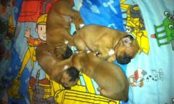 Christmas Boxer Puppies Ready in time for Christmas as early as Dec.11
 
i have fawns males and females and 1 reverse brindly male only
all lmy pups are black masked BEAUTIFUL SHARP LOOKING PUPS!!!
 
Please email fo rmore info
 
will have
1st shots