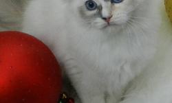 I Have 1 Ragdoll kitten and her Mom Looking for forever homes.
I am selling kittens for $550.00 as a early
pre chistmas special, this a one time only offer.
Wouldn't It be nice to have loving kitten help you decorate your tree.
every body is ready to go