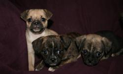 Sought after little Chugs (Pug x Chihuahua) pups. 1 female (light tan in first photo) and other 3 are males. Dad is a fawn Pug (14 lbs) and Mom is Chihuahua (5 lbs) with a primarily white coat with tri-coloured markings. These little ones all have