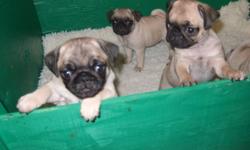 I have 4 female and 1 male fawn pug puppies for sale.
The puppies are raised in our house and have been around children and other dogs and cats. They are vaccinated, dewormed, chipped and health inspected by the vet.
They are ready to go to their new