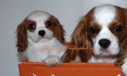 Canadian Kennel Club Registered Cavalier King Charles Puppies!
Loving and gentle puppies from health tested parents and championship lines, exceptional pedigrees.
Gorgeous puppies lovingly raised and socialized in our home.
Our Cavalier puppies and