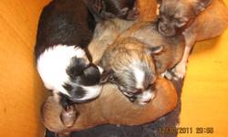 Will be available in feb,long coat reg'd ckc chihuahua's ,they will be microchipped,vaccinated,health checked,etc, ( chihuahua's are not a suitable pet for kids)non breeding contract,prices usually range from $1000 to $1200,6weeks health insurance puppy