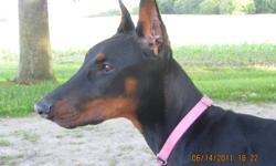 CKC REGISTERED DOBERMAN PUPPIES
These dobermans are friendly and fun loving with the desire to be a wonderful new addition to the family. Proud babbies Of Whisper and Willow
All puppies are CKC registered,
Tails and dew claws removed,
1st set of shots,