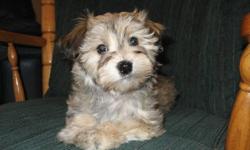This beautiful loving Havanese pup would make that special someone a perfect gift of companionship. Havanese are loyal, gentle, loving, people pleasing dogs. 1 female left that is CKC Reg. with Champion blood lines. She has beautiful silky Non Shed Hypo