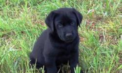 Black CKC registered Labrador Retriever puppies, 2 males.  These puppies have been raised in my home and have had plenty of socialization and people interaction.
 
I own both parents, and other family members, Mom and Dad are at my home for viewing.  I