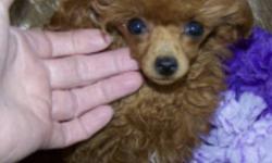 ON HOLD
Cindy is a Teacup Red Female Poodle 3.1/2 lbs full grown.  Has had all shots, microchipped and spayed.  She is tiny enough to travel with you by plane, car or just in your arms.  She will need some house and leash training but she is very smart