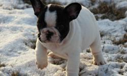 CKC reg french bulldog puppies 2 red blk mask female's and one brindle pied male. These puppies are exceptional nice short bodies, the boy has a huge head and nice nose roll, you won't find nicer, both parent's are canadian champion's with multiple group