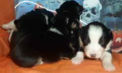 Canadian Kennel Club registered Australian Shepherd puppies to pre approved homes.  They come with health guarentee, 1st set of shots and breeder support for their entire lives.
These babies have a very rare pedigree with only a handful of others having