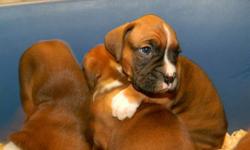 Dreamscape Kennels - CKC Reg'd Boxer Puppies for sale.
 
Flashy Fawns, male and female. 
Microchipped, vet checked, and guaranteed.
Fabulous family pets and great with children.
 
For more information call 519-887-9511.  No e-mails please.